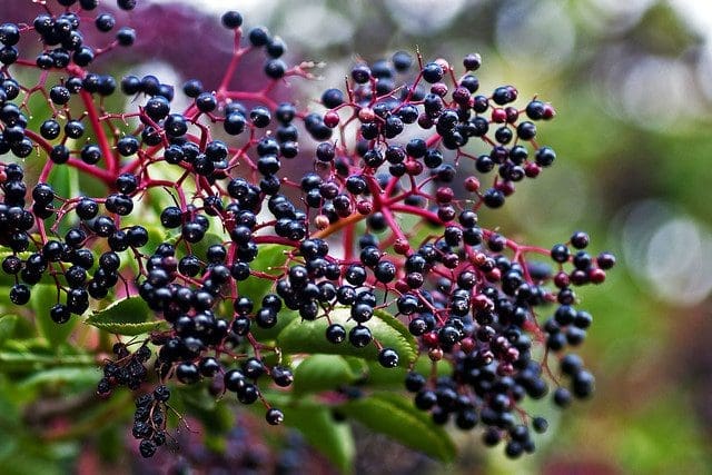 A vibrant purple-blue cluster of elberberry fruit with green leaves and forest in the background