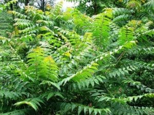 Ailanthus altissima leaves