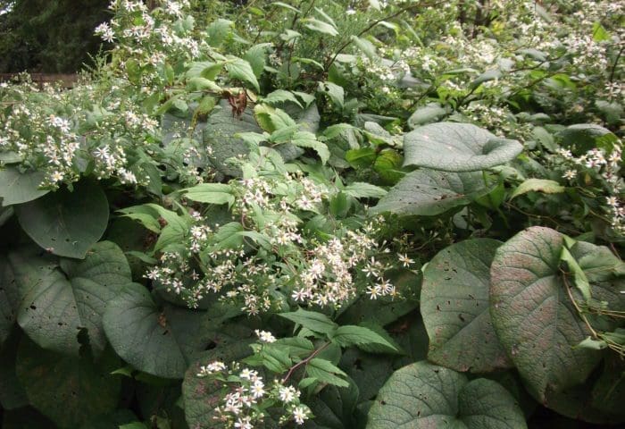 Homeschooler Days: Plant Diversity in the Garden