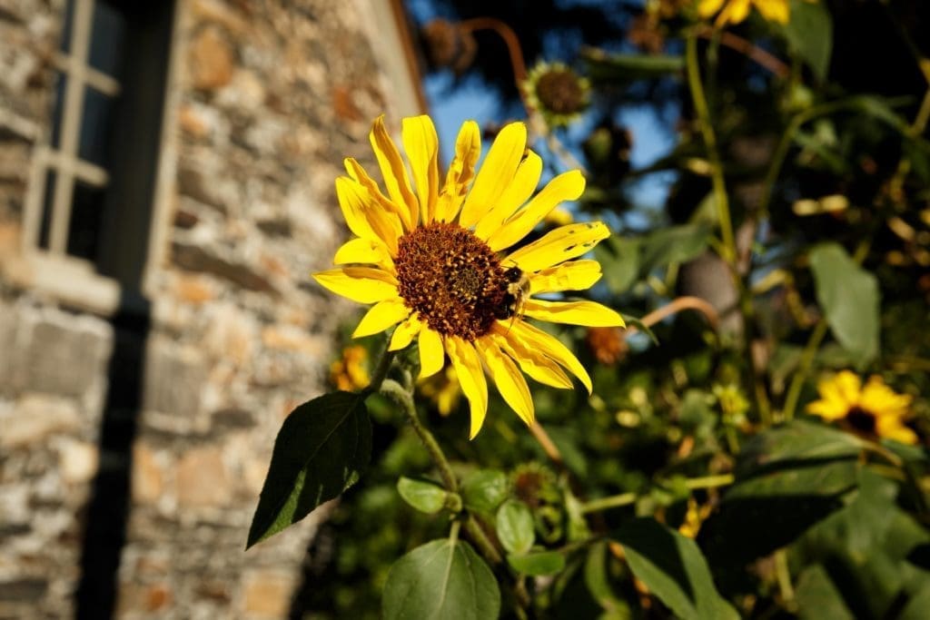 bumblebee on a sunflower