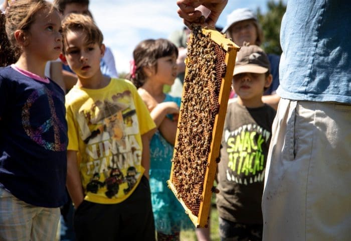 Little Explorers: Bees!