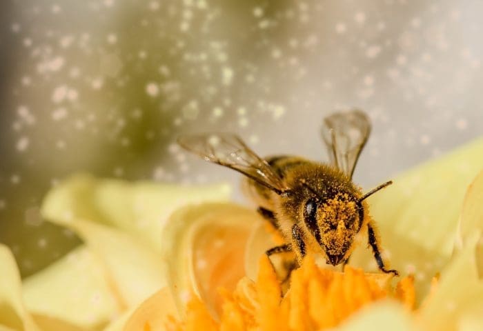 Homeschooler Days: Pollination