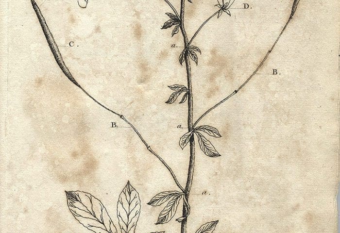 Illustration of Cleome gynandra by William Bartram in 1803, displaying leaves, flowers, and seedpods.