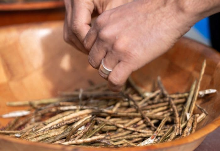 Little Explorers: Seed Collectors