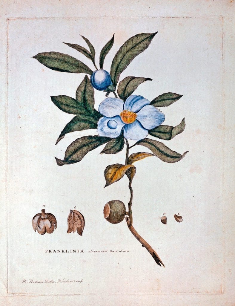 illustration of Franklinia flower with buds and leaves