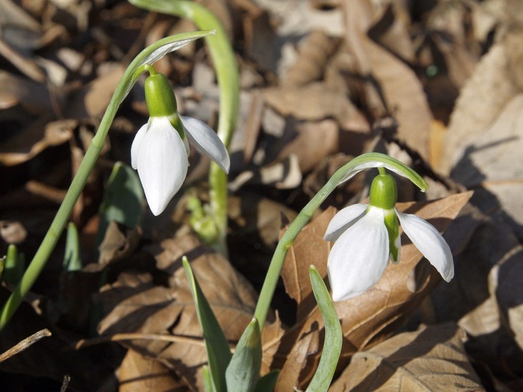 Galanthus elwesii Hook. f., giant snowdrop Bartram's Garden, lower garden 1/26/2017 JTF