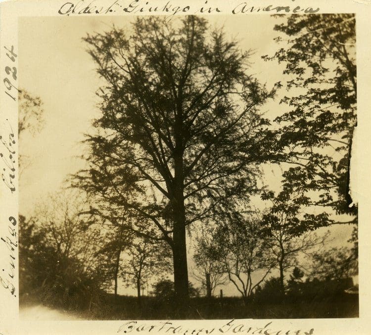 A photograph of the Gingko at Bartram’s Garden from 1924 captioned “Oldest Gingko in America.” After William Hamilton imported the first Gingko biloba into the country, he kept two on his property at The Woodlands and sent the third as a gift to William Bartram. The two at The Woodlands no longer stand, but the impressive Gingko at Bartram’s still does and is recognized as the oldest living example in North America. (Photo: John Bowman Bartram Special Collections Library)