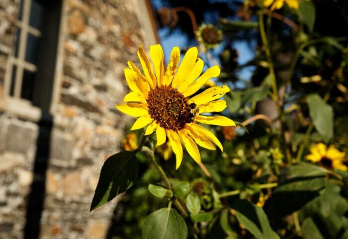 CANCELED Summer Nature Science Pop Up: Solar Prints