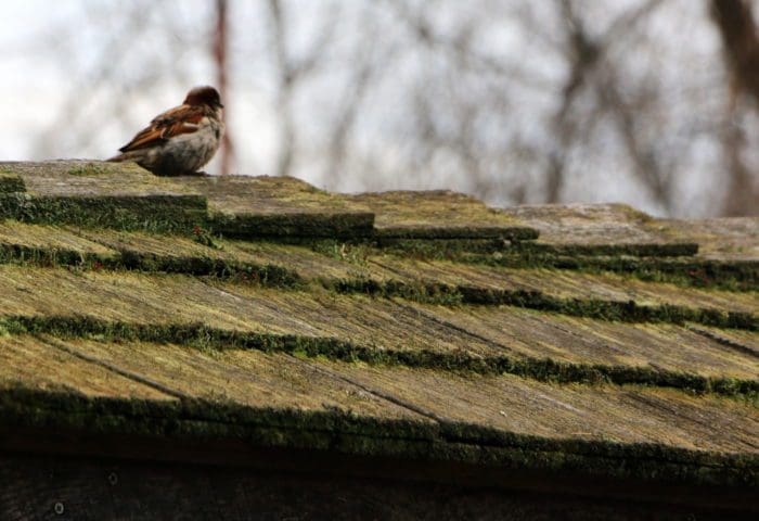 Little Explorers-Spring is for the Birds