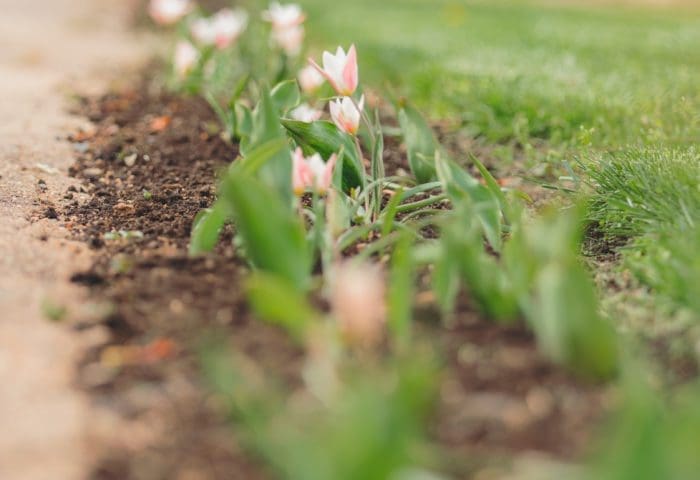 Little Explorers: Grow It!