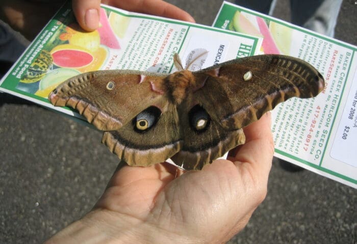 Little Explorers: Insects!