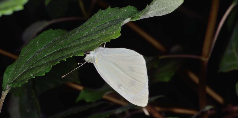 a white moth at night