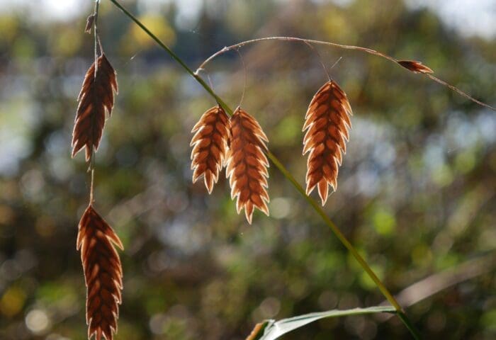 CANCELED Homeschooler Days: Counting Nature