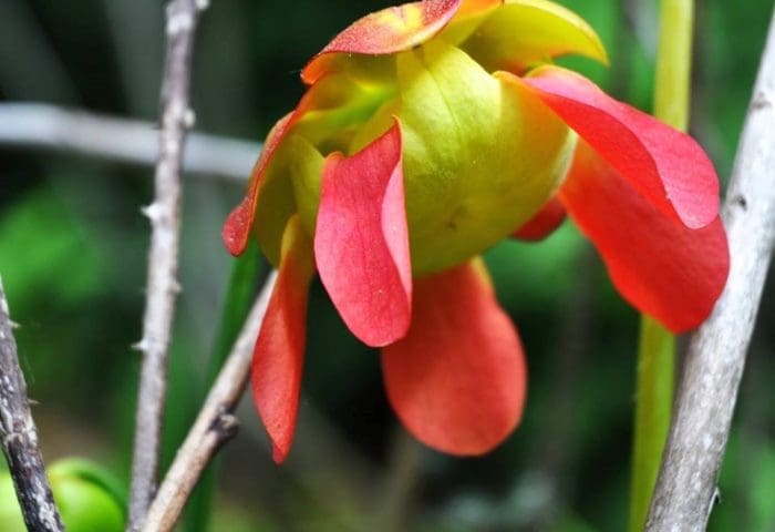 Pitcher plant (Sarracenia sp.)