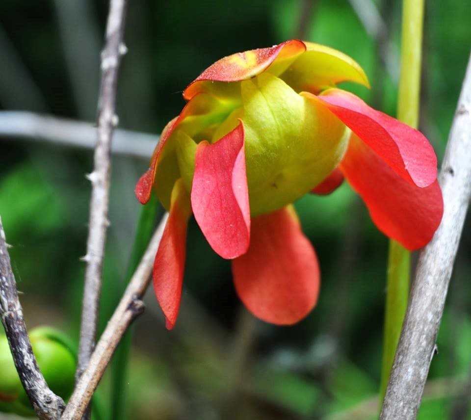 Pitcher plant (Sarracenia sp.)