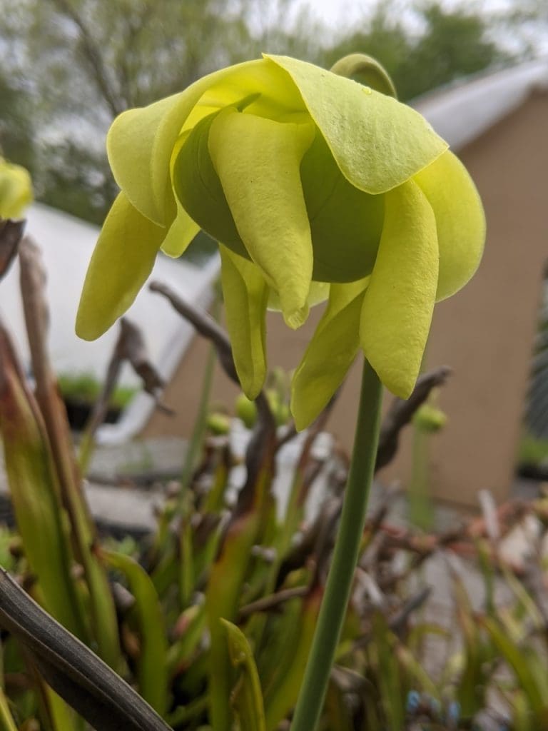 close-up of the flower of a yellow pitcher plant, taken from below