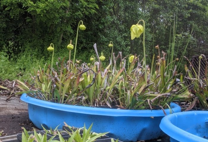 several yellow pitcher plants growing in a blue kiddie pool